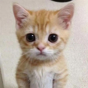 Meet your Posher, Georgia